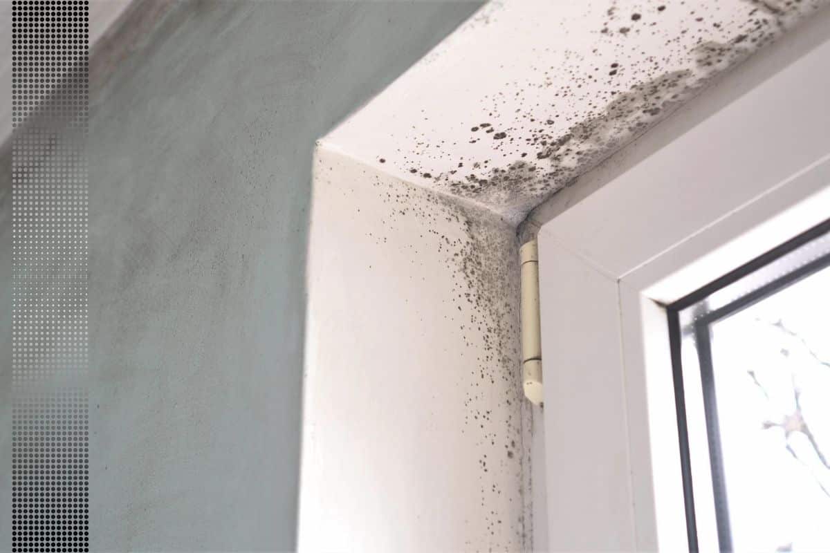 bathroom ceiling mold