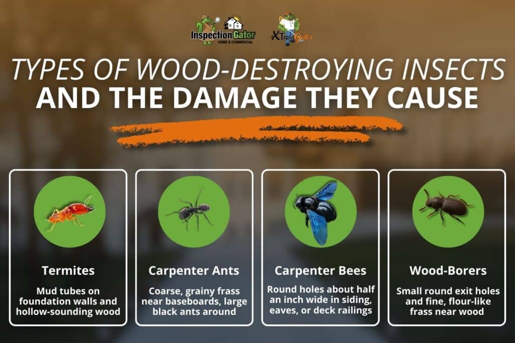 kinds of wood eating insects