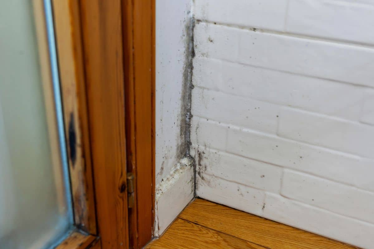 difference between mildew and mold