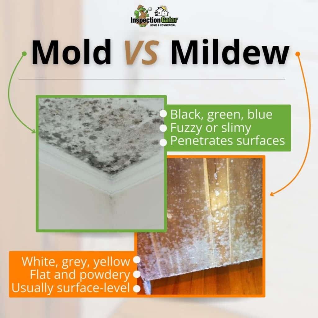 differences between mold and mildew
